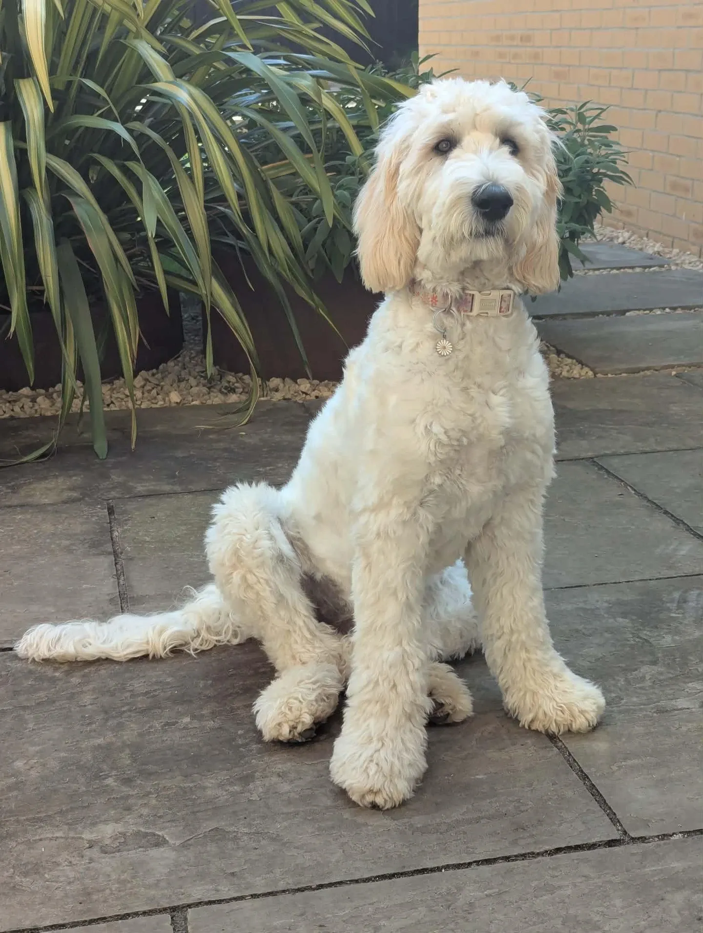 A cream curly-coated dog with floppy ears sitting on stone paving in a garden